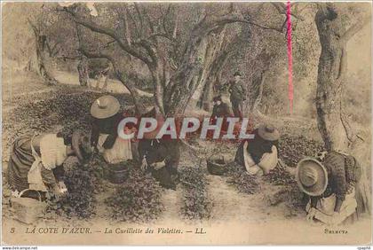 CPA La Cote d'Azur La Cueillette des Violettes