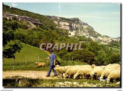 CPM Roquefort Un troupeau de brebis devant le sote de Roquefort ou s'eiabore le celebre fromage du m