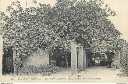 CPA Roscoff  29/185