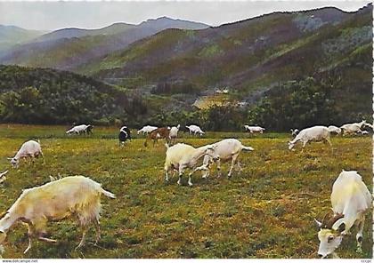 CPM Saint-Jean-du-Gard - Troupeau de Chèvres dans les Cévennes