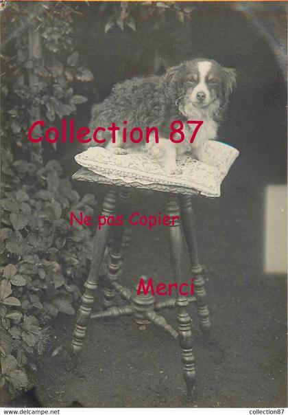 87 ☺♣♣ SAINT PRIEST TAURION < PONIE le CHIEN de Mr le CURE de St PRIEST en 1919