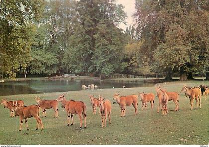 91 - Saint Vrain - Le Parc de Saint Vrain - Elans du Cap - Animaux - CPM - Voir Scans Recto-Verso