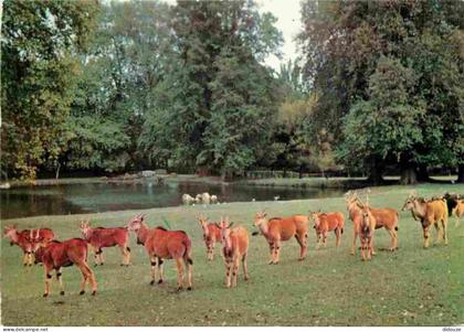 Carte Postale - 91 - Saint Vrain - Parc Zoologique de Saint Vrain - Elans du Cap - CPM - Voir Scans Recto-Verso - Poscar