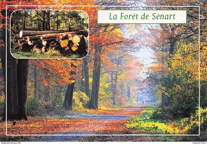 91 SENART LA FORET DE SENART