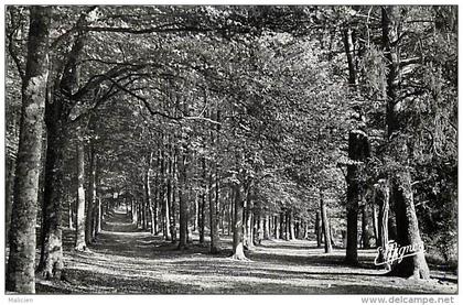 depts div.- yvelines  -W714 -  saint leger en yvelines - st leger en yvelines - le carrefour des oiseaux -