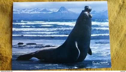 CPM TAAF TERRES AUSTRALES ET ANTARCTIQUES DE FRANCAISES ELEPHANT DE MER MALE KERGUELEN PHOTO FATRAS  ED LABOUREUR