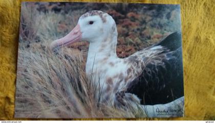 CPM TAAF TERRES AUSTRALES ET ANTARCTIQUES DE FRANCAISES GRAND ALBATROS D AMSTERDAM NVELLE AMSTERDAM FATRAS  ED LABOUREUR