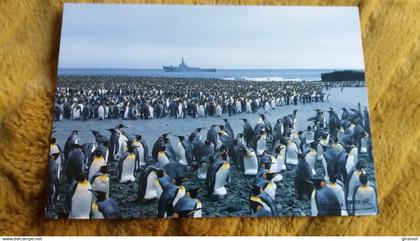 CPM TAAF TERRES AUSTRALES ET ANTARCTIQUES DE FRANCAISES PATROUILLEUR ALBATROS MANCHOTS ROYAUX ANSE DU NAUFRAGE ILE DE L