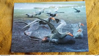 CPM TAAF TERRES AUSTRALES ET ANTARCTIQUES DE FRANCAISES PETRELS GEANTS SUBANTARCTIQUES SUR CADAVRE D ELEPHANT DE MER