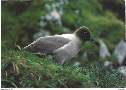 FRANCE. Carte postale écrite. Albatros.