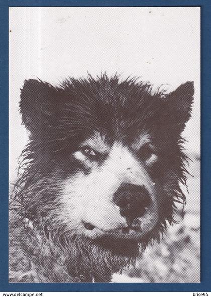 TAAF - Carte Postale - Chien Esquimau - Expéditions polaires Françaises