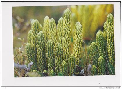 taaf lypocodium saururus kerguelen photo andré fatras 1985