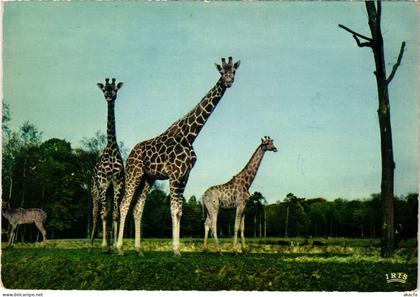 CPM Chateau de Thoiry Girafes reserve africaine FRANCE (1452783)