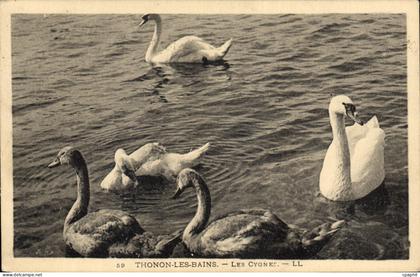 CPA Thonon les Bains les Cygnes