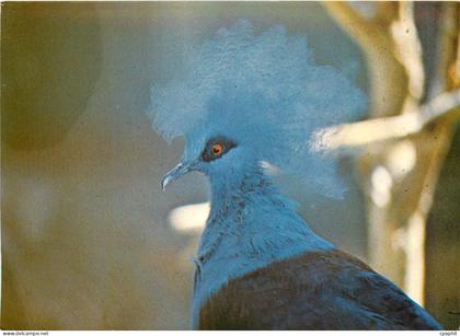 CPM Parc Ornithologique Departemental Villars les Dombes Ain Goura Couronne