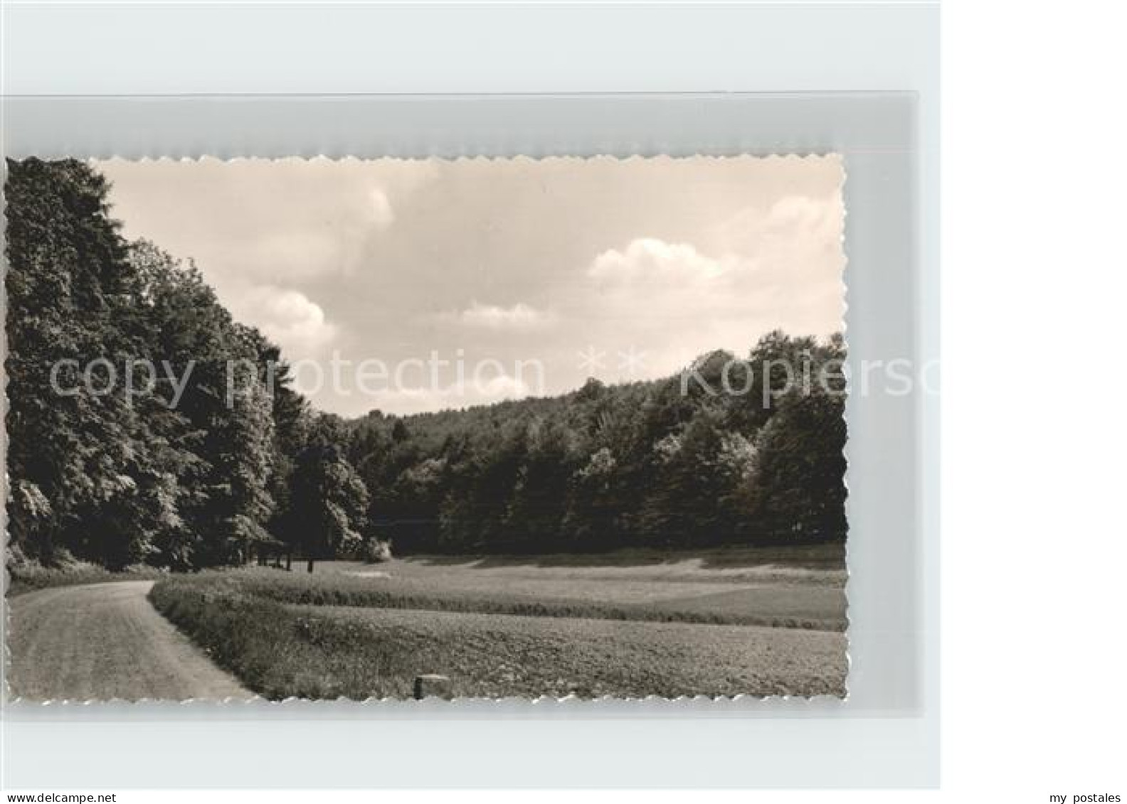 Fuerstenberg Weser Waldpartie