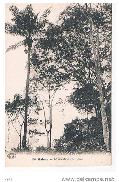 GABON - Récolte de vin de palme