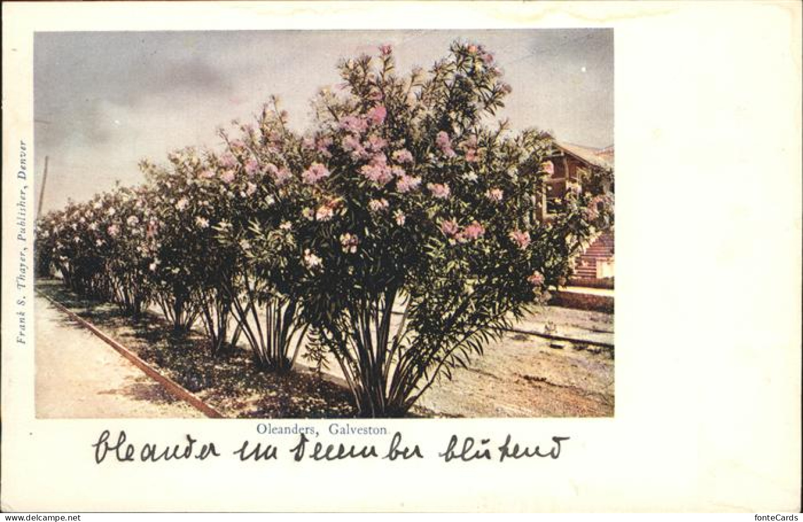 Galveston Texas Oleanders
