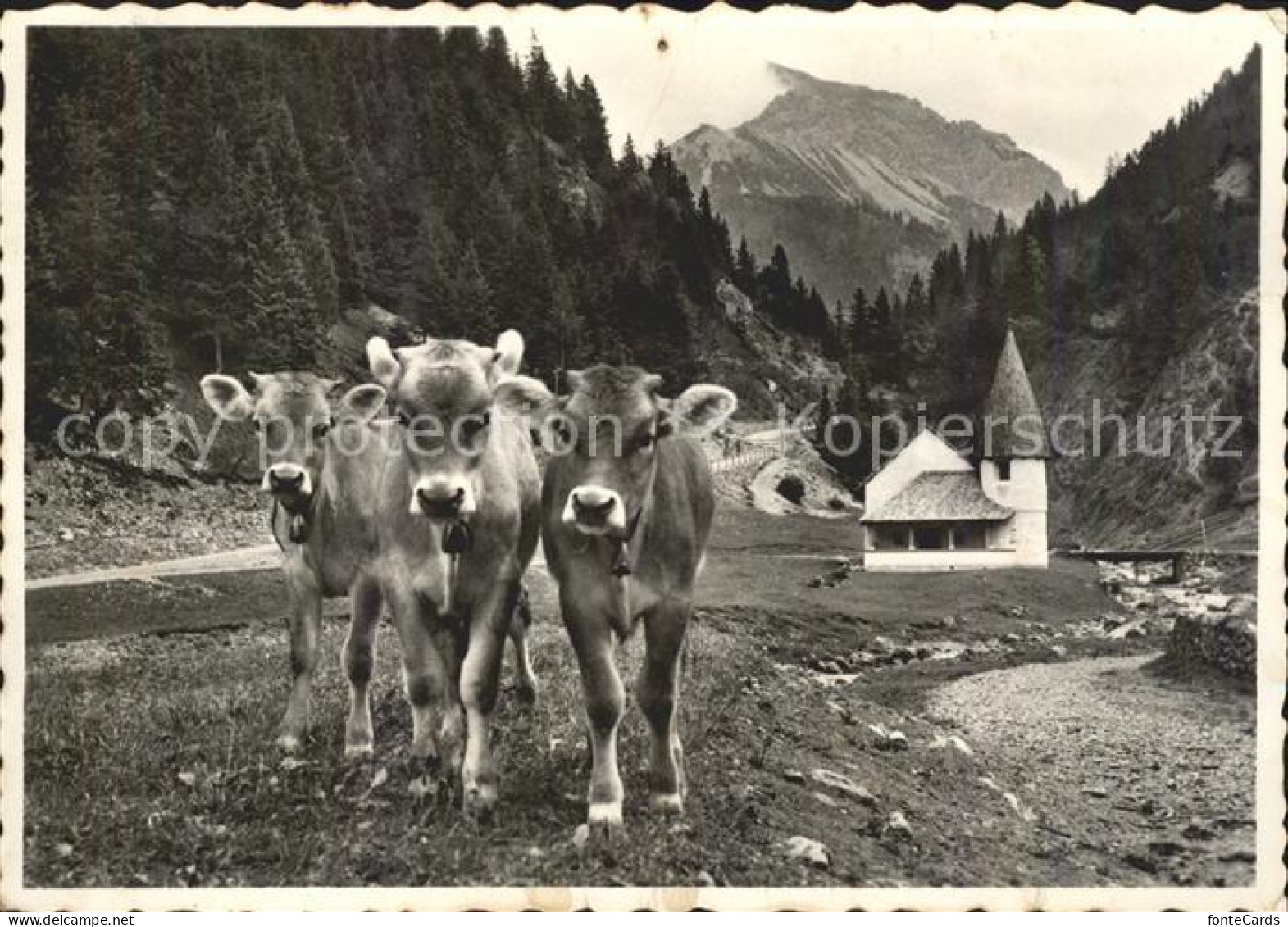 Gams SG Kuehe Kirche