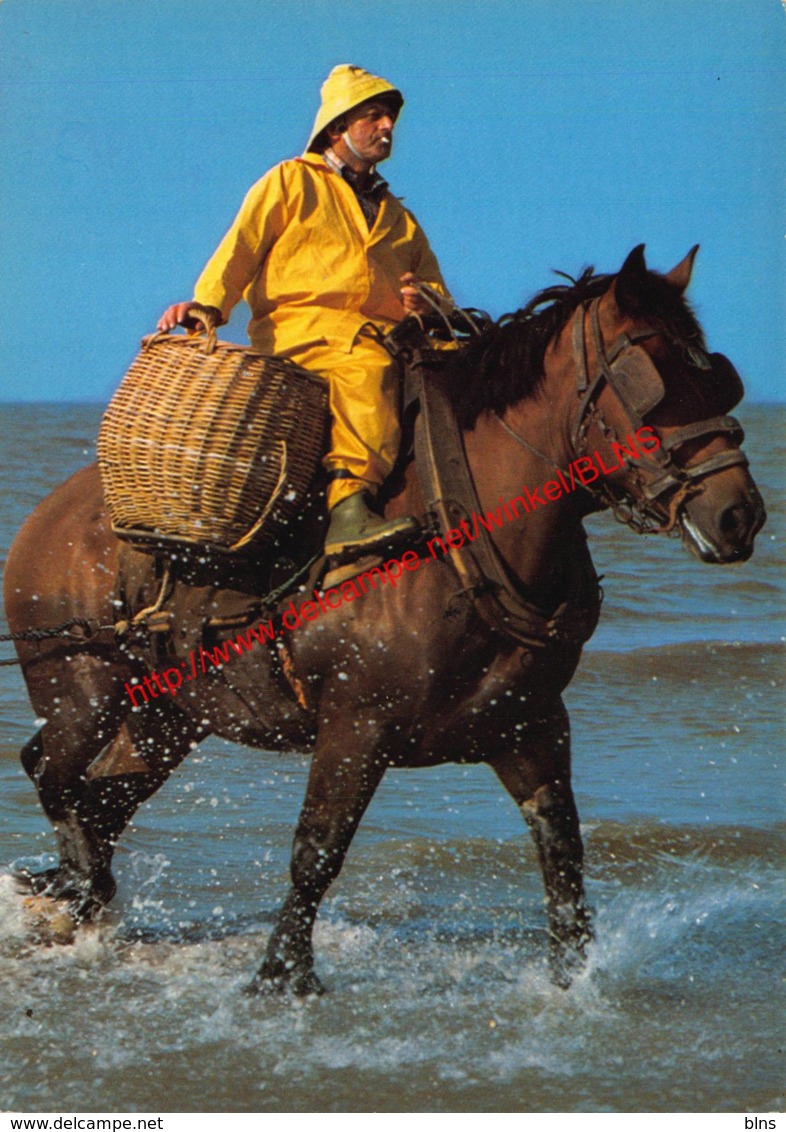 Garnaalvisser - Oostduinkerke