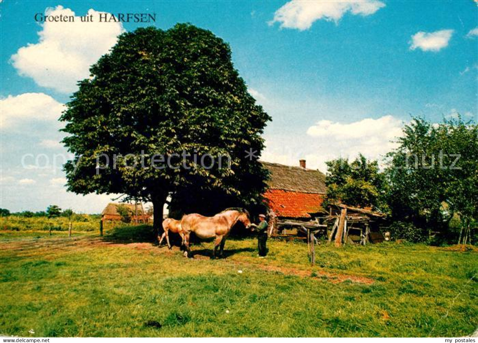 Gelderland Harfsen Pferde Bauernhof
