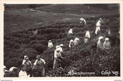Georgia - Georgia - The tea harvest - Publ. Gosfoto