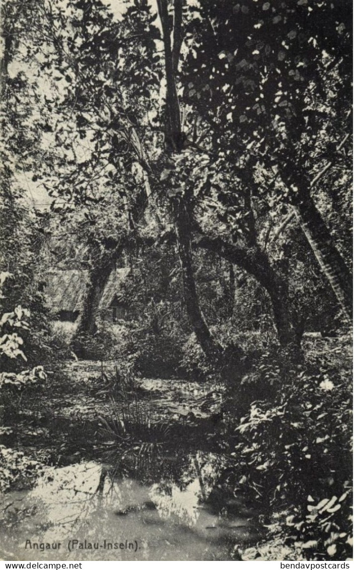 German Caroline Islands, Palau Angaur, Forest Scene (1910s) Micronesia Postcard