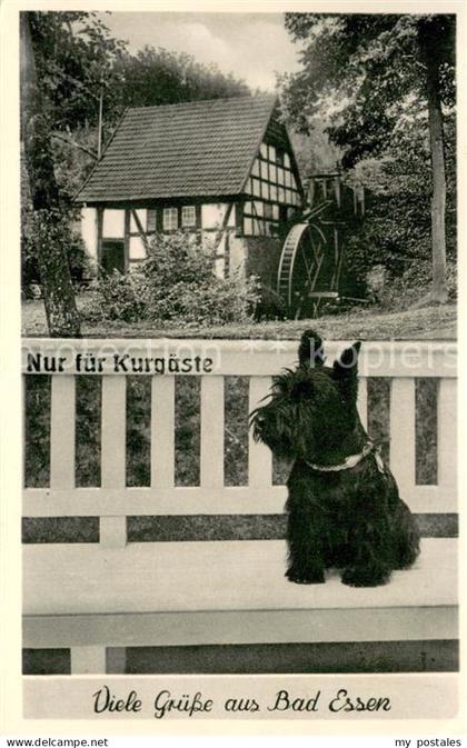 Bad Essen Wassermuehle Hund
