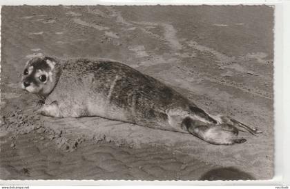 Büsum, Seehund am Strand
