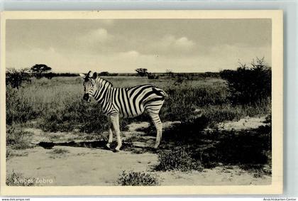 39353375 - Junges Zebra Unsere Kolonien deutsch Suedwest