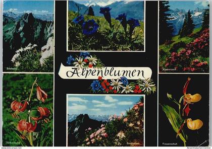 50492363 - Hindelang