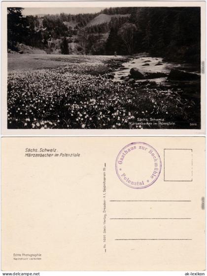 Hohnstein (Sächs. Schweiz) Märzenbecher im Polenztal - Sächsische Schweiz  1932