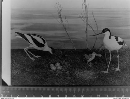 30020263 - Husum , Nordsee