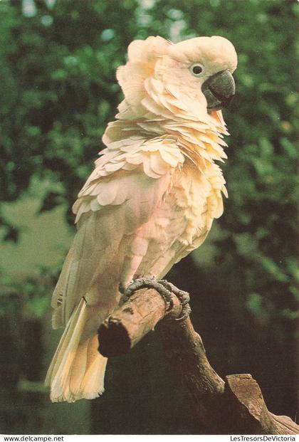 ALLEMAGNE - Geiselwind - Freizeit Land - Molukken Kakadu - Cacatoès - Oiseau - Animaux - Carte postale