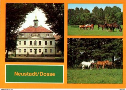 H8883 - TOP Neustadt Dosse Gestüt Stuten Fohlen - Bild und Heimat Reichenbach