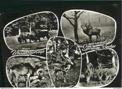 Springe Deister Springe Wisentgehege x 1960