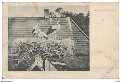 S8791/ Gruß aus Hoyer Nordschleswig Störche Storchennest AK 1903