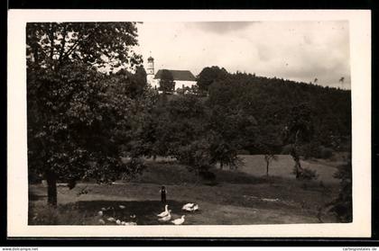 Foto-AK Roding /Opf., Kirche auf einer Anhöhe, Landschaft mit Gänsen