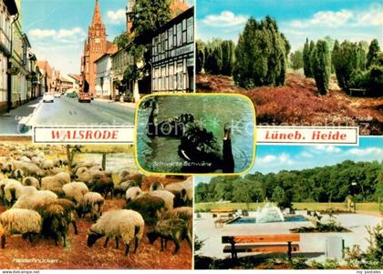 Walsrode Lueneburger Heide Heidschnucken Heide Klostersee