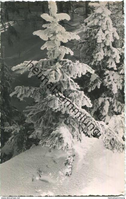 Altenberg - Verschneiter Bergwald - Foto-Ansichtskarte