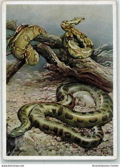 39418818 - Tiergarten