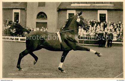 Celle Niedersachsen Landgestuet Celle Traberhengst Marschall