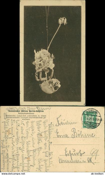 Dahlem-Berlin Botanischer Garten Blühendes Cotyledon orbiculaba 1926
