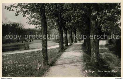 Dillingen Donau Kastanienallee