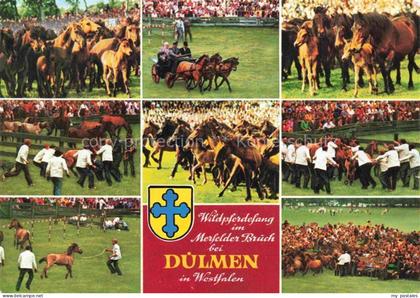 DueLMEN NRW Wildpferdfang Merfelder Bruech