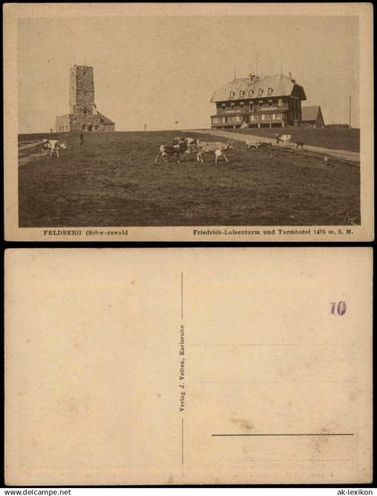 Ansichtskarte Feldberg (Schwarzwald) Feldberg (1500m) Schwarzwald - Kühe 1928