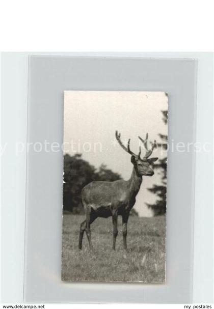 Frankenberg Eder Hirsch