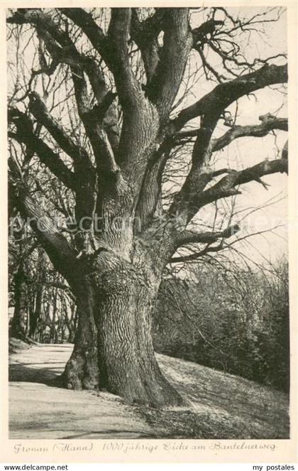 Gronau Westfalen 1000 Jaehrige Eiche am Bantelnerweg