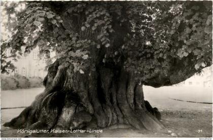 Königslutter, Kaiser-Lothar-Linde