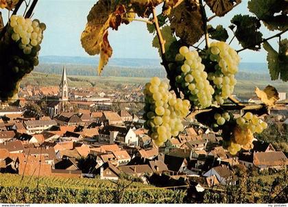 Ihringen Kaiserstuhl Panorama